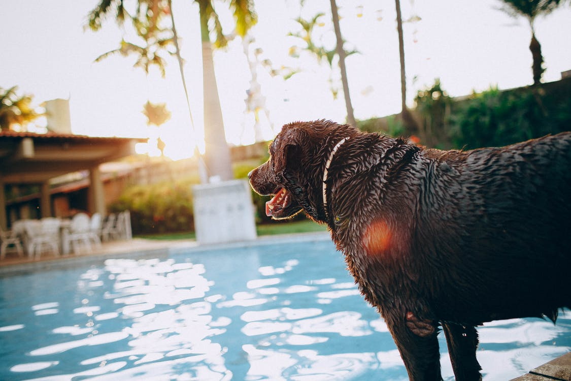 An image of a brown dog standing near the edge of an outdoor swimming pool